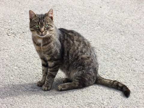 Causas por las cuales un gato padece temblores