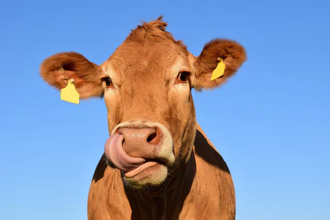 Los mejores cuidados sanitarios para las vacas lecheras