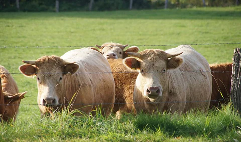 Enfermedades que afectan a los toros en los ambientes ganaderos