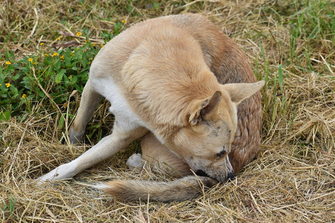 Combatiendo la presencia de pulgas en las mascotas