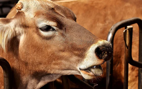 Los riesgos de pasteurelosis para el ganado bovino