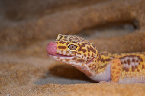 Cuidados y atenciones para el gecko mascota