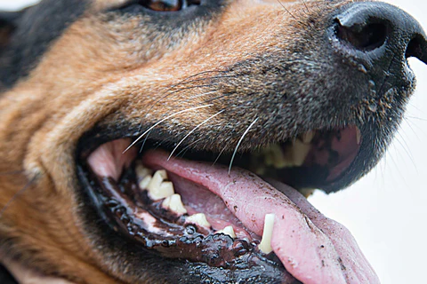 Combatir las enfermedades dentales en el perro