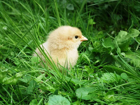 Problemas sanitarios que afectan a los pollos de ceba