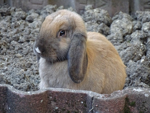 Orejas caídas en el conejo, posibles causas y tratamiento