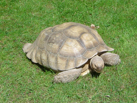 Recomendaciones para el buen cuidado de las tortugas de tierra