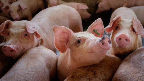 Parásitos externos que afectan a los cerdos en ambientes pecuarios