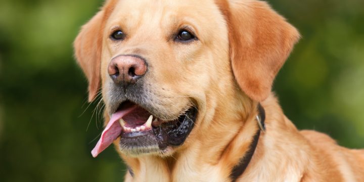 Prevenir y combatir las enfermedades dentales caninas