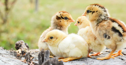 Nutrición para las aves de cría en granjas y criaderos