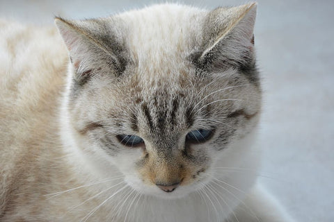 Otitis fúngica y otitis por ácaros en el gato