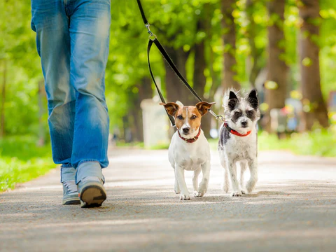 Qué implementos necesitan los paseadores de perros