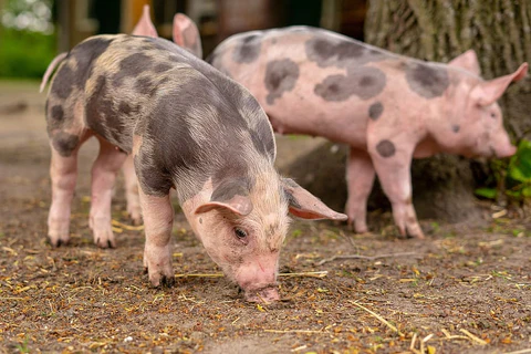 Riesgos bacterianos para los cerdos de cría