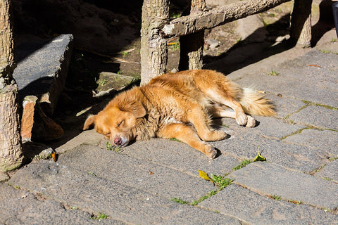 El problema de la depresión en los canes mascota