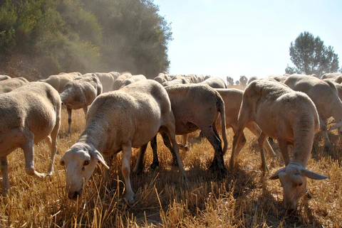 La salud de las ovejas en los entornos pecuarios