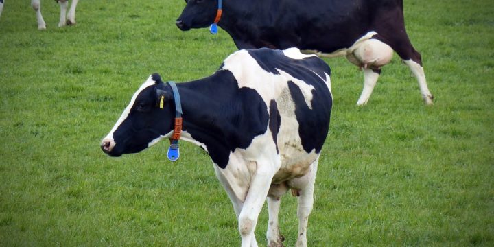 Necesidad de la veterinaria en los emprendimientos ganaderos