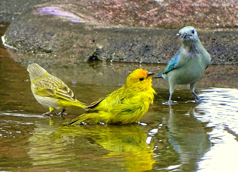 Hidratación de las aves mascota, comprendiendo su importancia