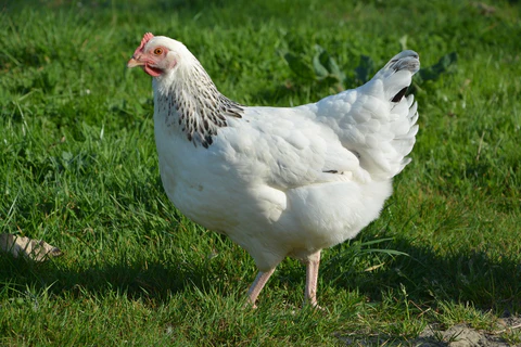 Combatiendo la enfermedad de Newcastle en los criaderos avícolas