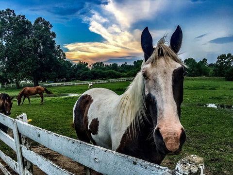 Prevención de enfermedades que afectan a los caballos