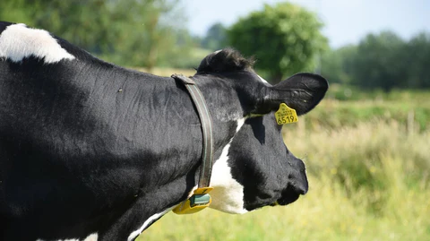 Conociendo la enfermedad de la lengua azul en el ganado bovino