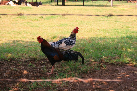 Importancia de la desparasitación de pollos en las granjas avícolas