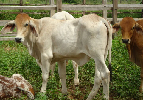 Importancia del aseo en los establos de criaderos bovinos