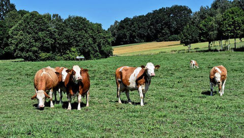 Conservación de alimentos para animales de granja en invierno