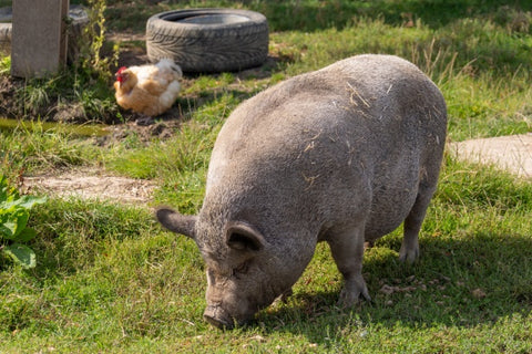 Estrategias veterinarias para contener los casos de Rinitis Atrófica Porcina