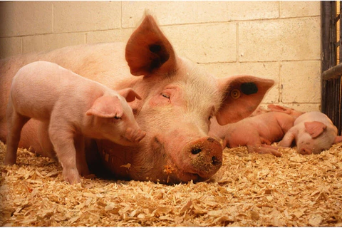 Salud porcina, cómo deben ser los habitáculos de los ejemplares