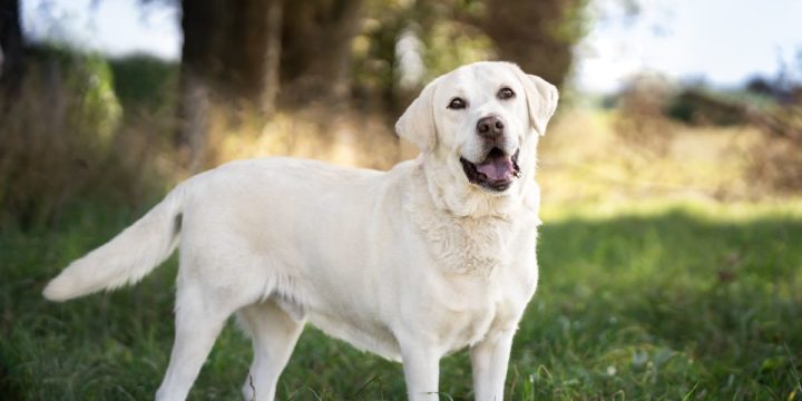 Elegir el primer juguete para nuestro perro