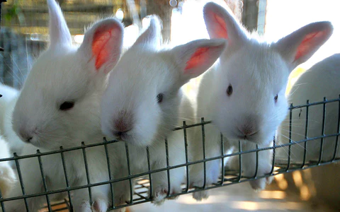 Enfermedades respiratorias en conejos