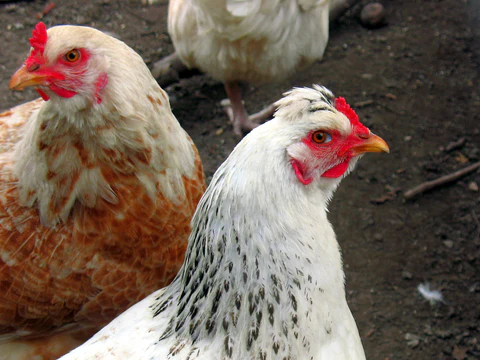 Combatir la Tifosis Aviar en granjas y criaderos: estrategias veterinarias