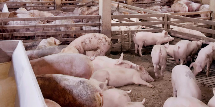Casos de diarrea bacteriana en las poblaciones de ganado porcino