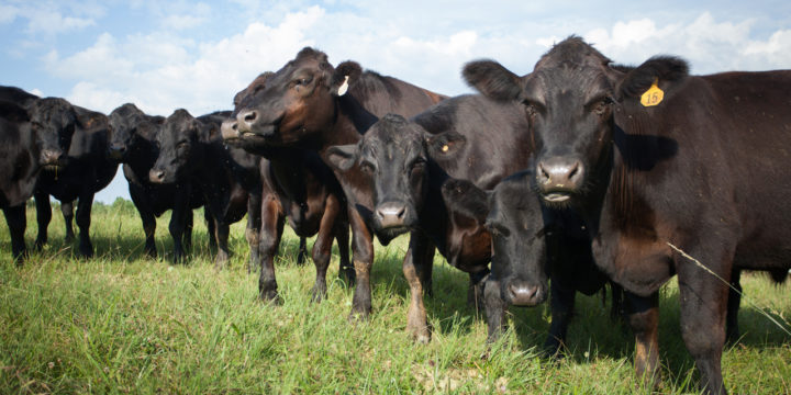 Enfermedades comunes en vacas durante las temporadas de calor
