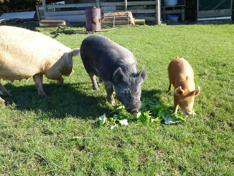 Combatiendo la Parvovirosis Porcina con el apoyo del veterinario