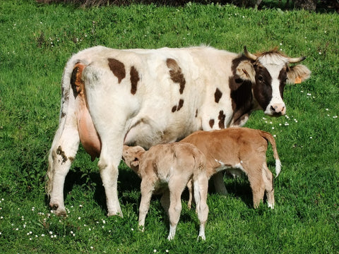 Mejores prácticas de manejo animal en granjas y criaderos