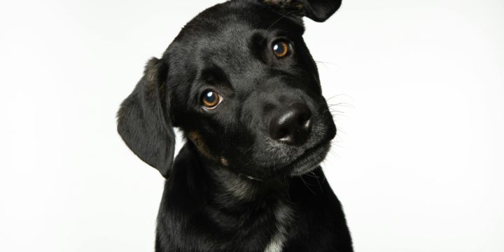 Enfermedades estivales en perros: prevención y manejo veterinario