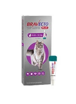 Bravecto Plus Gatos 500 mg L (6.2 - 12.5 kg ) Pulgas y garrapatas