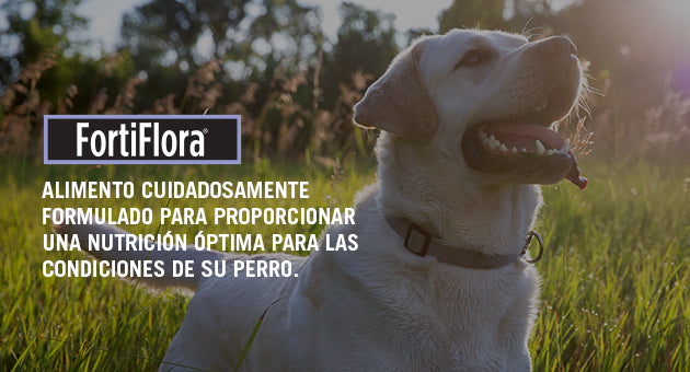 Fortiflora perro probióticos 30 sobres ( fortiflora canine ) REQUIERE TRANSPORTARSE EN FRÍO LLAME PARA COTIZAR ENVÍO