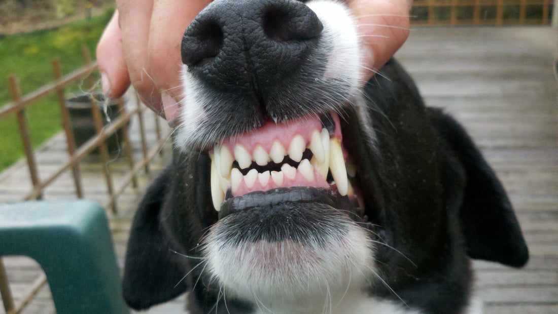 Prevenir y combatir las enfermedades dentales caninas