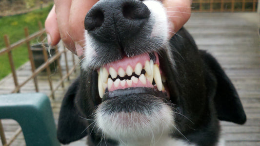Prevenir y combatir las enfermedades dentales caninas