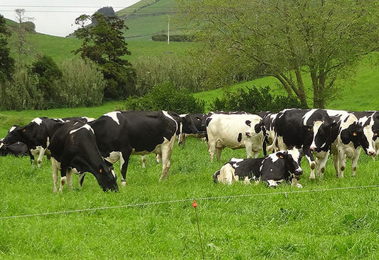 Cómo es el manejo responsable de los animales de granja