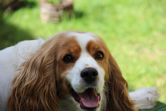 El uso veterinario del sucralfato en los perros