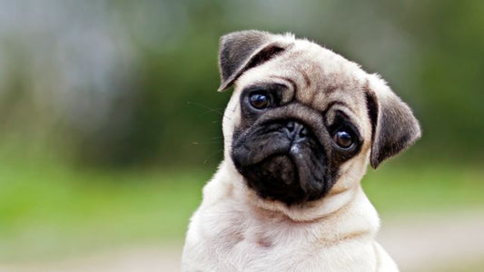 Beneficios para la salud y el bienestar canino gracias a los paseos