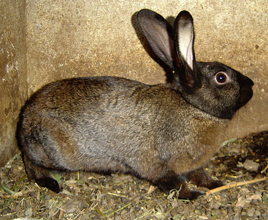 Por qué mi conejo se queda inmóvil aunque respira