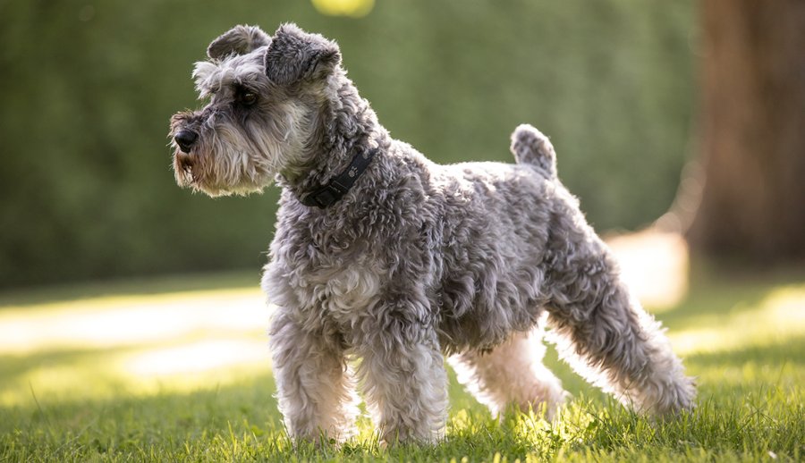Decálogo del propietario responsable de mascotas