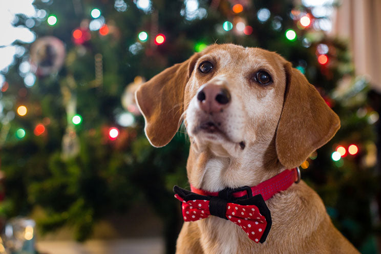 Recomendaciones para proteger a tu mascota en los festejos decembrinos