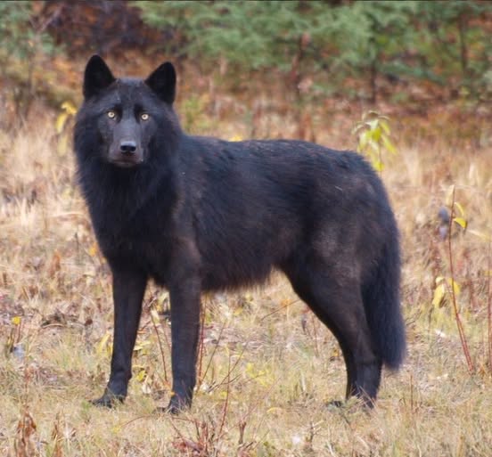 Razas de Perro Endémicas de México: Historia, Valía y Cuidados Básicos