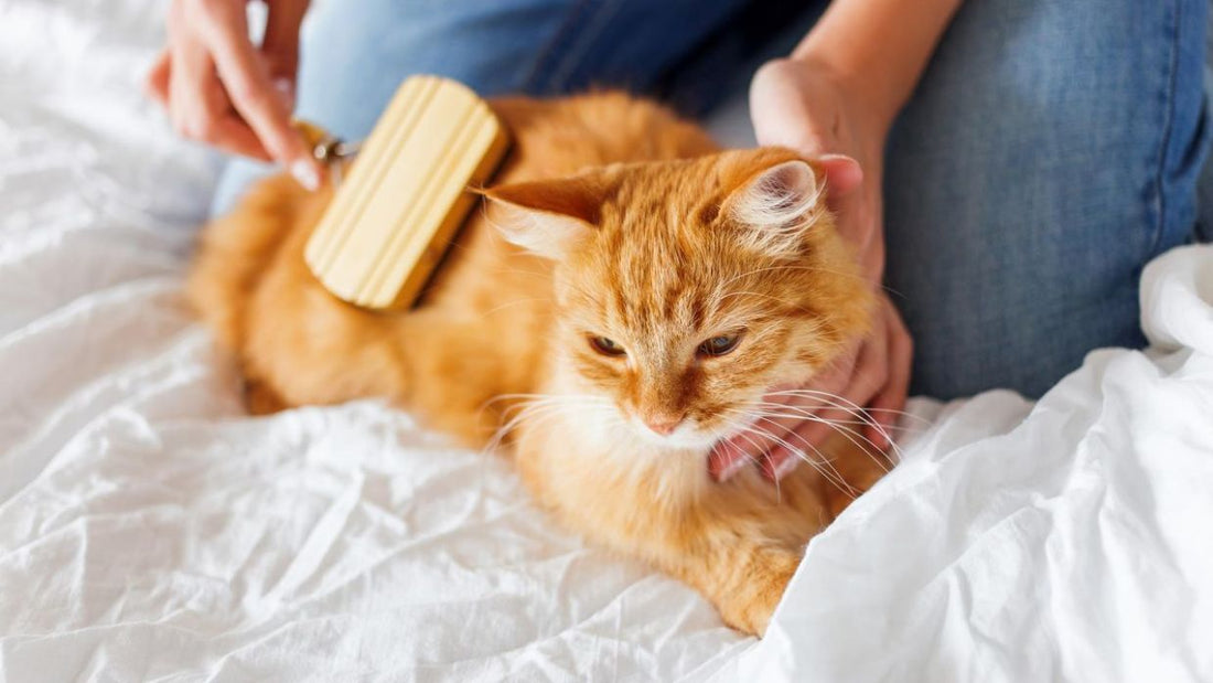 Cuidado del pelaje en los gatos y perros mascota