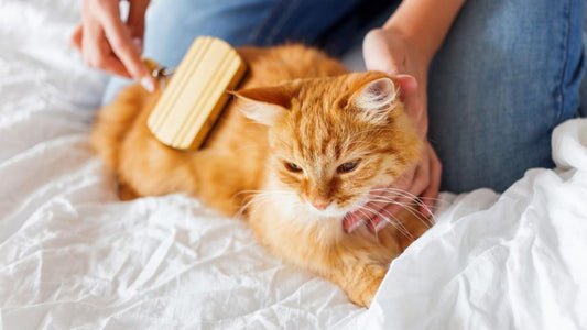 Cuidado del pelaje en los gatos y perros mascota