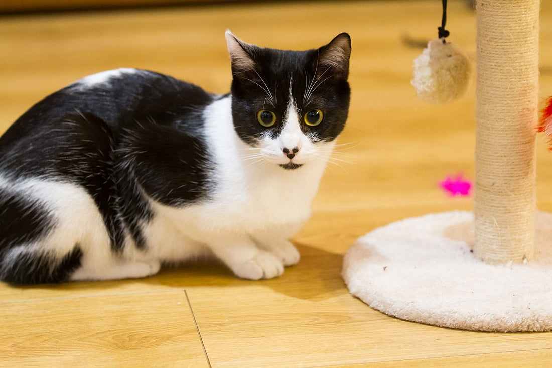 Juguetes para gatitos: estimulación, aprendizaje y bienestar en la vida felina
